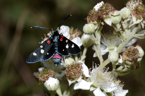 Zygaena ephialtes f. rubroephialtoideae ???